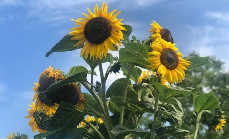 Magia helianthus annuus: jak słoneczniki mogą odmienić Twój ogród