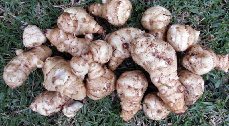 Inulin – Naturalny Skarb dla Twojego Zdrowia i Urody